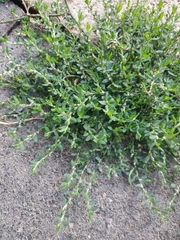 Polygonum arenastrum