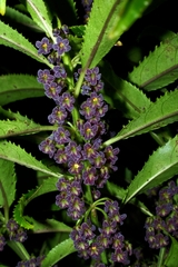 Melicytus lanceolatus