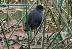 Porphyrio melanotus melanotus