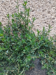 Polygonum arenastrum