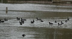 Fulica atra australis