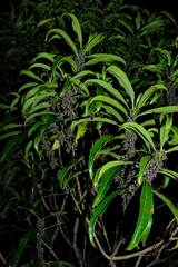 Melicytus lanceolatus