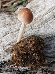 Protostropharia semiglobata