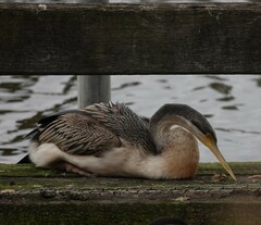 Anhinga novaehollandiae
