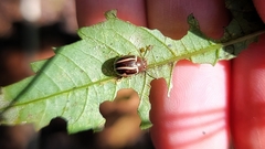 Zygogramma suturalis