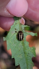 Zygogramma suturalis