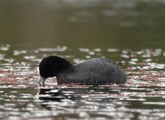 Fulica atra australis