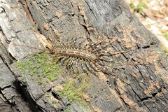 Allothereua maculata
