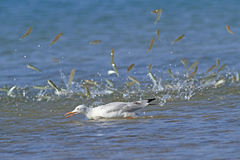 Chroicocephalus genei