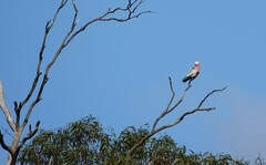 Eolophus roseicapilla albiceps