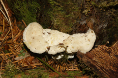 Amaropostia stiptica