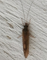 Hydropsyche pellucidula