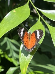 Cethosia penthesilea