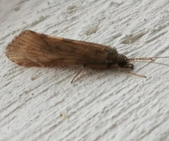 Hydropsyche pellucidula