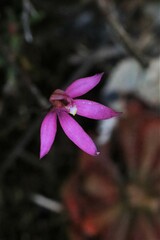 Caladenia alata