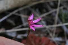 Caladenia alata