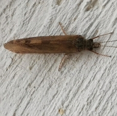 Hydropsyche pellucidula