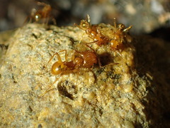 Pheidole fallax