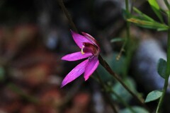 Caladenia alata
