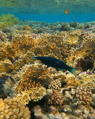 Gomphosus klunzingeri