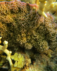 Montipora