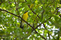 Ficedula zanthopygia