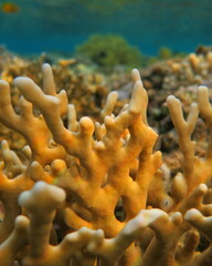 Millepora dichotoma
