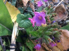 Pulmonaria mollis