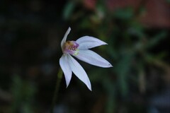 Caladenia alata