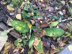 Pulmonaria mollis