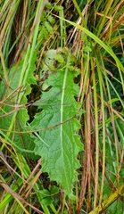 Cirsium oleraceum