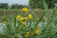 Helianthus tuberosus