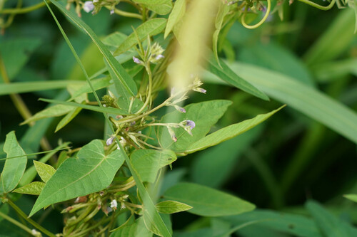Glycine max