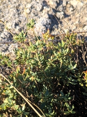 Helianthemum squamatum