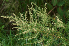 Artemisia princeps