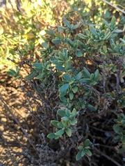 Helianthemum squamatum