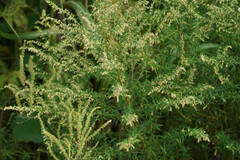Artemisia princeps