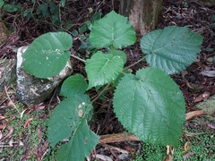 Dendrocnide excelsa