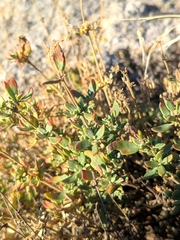 Helianthemum squamatum