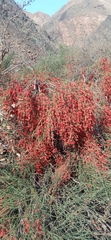 Ephedra equisetina