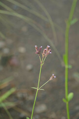 Verbena brasiliensis