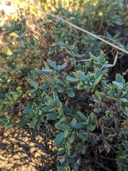 Helianthemum squamatum