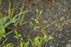 Bidens pilosa pilosa