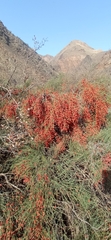 Ephedra equisetina