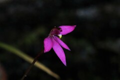 Caladenia alata