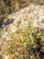 Helianthemum squamatum