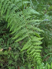 Pteridium revolutum