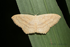 Scopula ignobilis