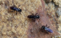 Wallacetrigona incisa