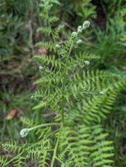 Pteridium revolutum